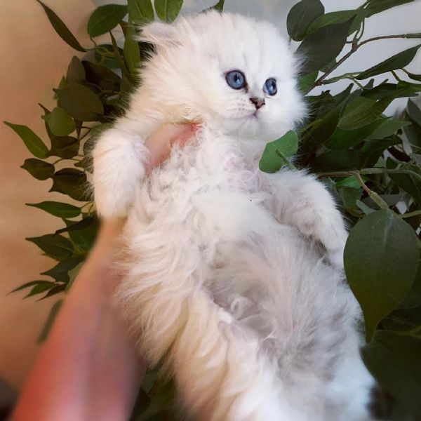 adorabile gatto britannico a pelo corto | Foto 1