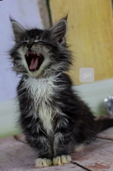 maine coon maschio e femmina