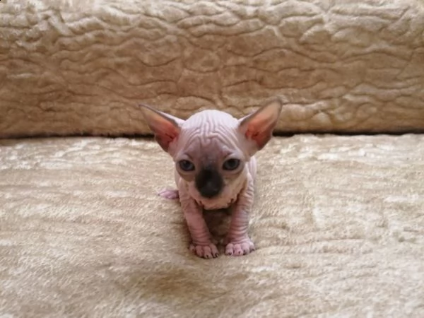 canadian sphynx gattini disponibili | Foto 0