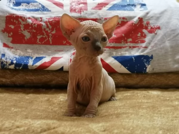 canadian sphynx gattini disponibili