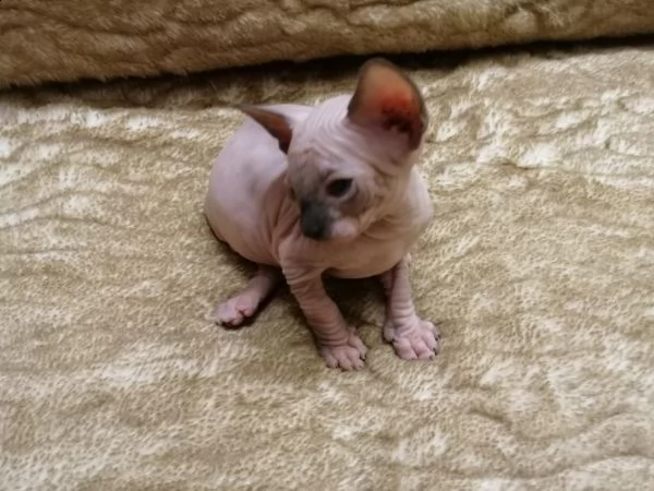 rarissimi gattini sphynx