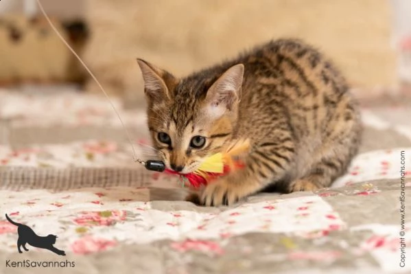 gattini razza savannah maschio e femmina