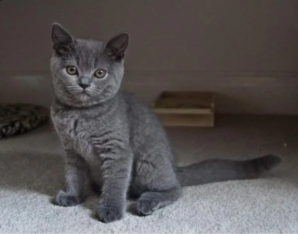 british shorthair razza pura