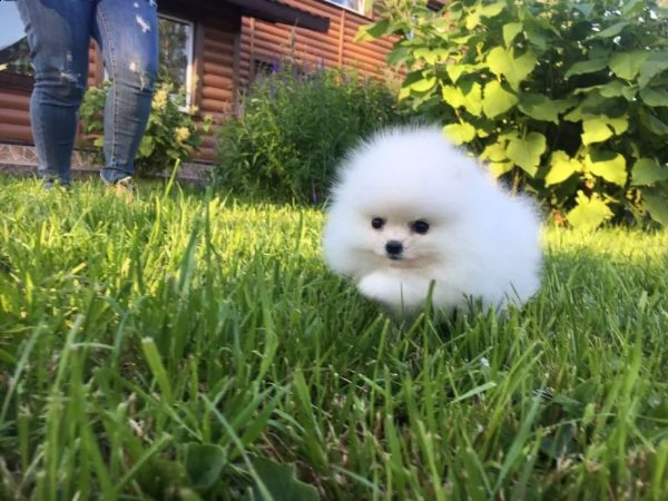 cucciolo di pomerania di 2 mesi per regalo | Foto 0