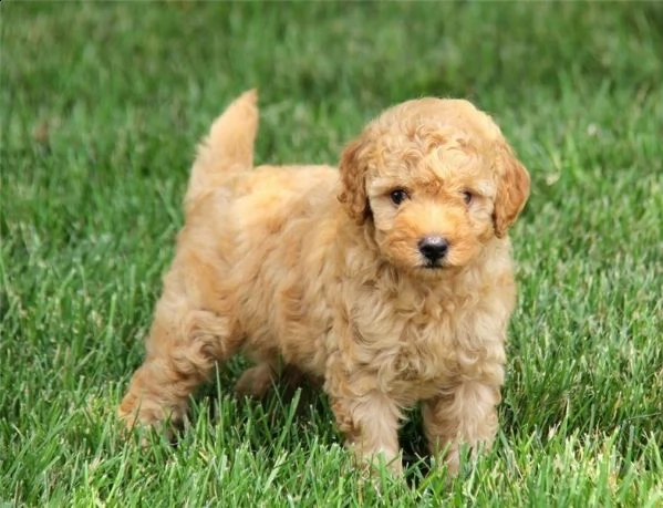 adorabili cuccioli di barboncino per regalo | Foto 0