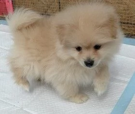 cucciolo di pomerania di razza per regalo