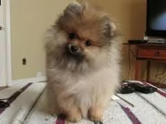 cucciolo di pomerania di razza per regalo | Foto 0