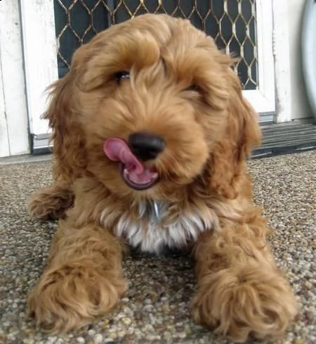 regalo abbiamo cuccioli di barboncino in miniatura