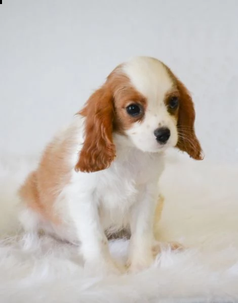 vendita cavalier king charles spaniel | Foto 0