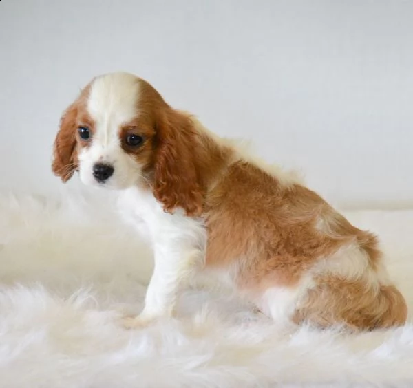 vendita cavalier king charles spaniel