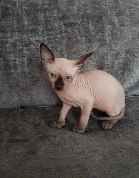 disponibili cuccioli canadian sphynx | Foto 1