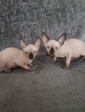 disponibili cuccioli canadian sphynx | Foto 0