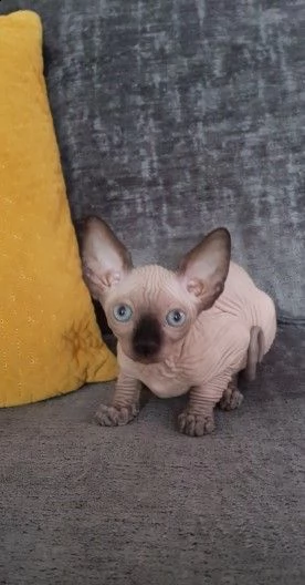 disponibili cuccioli canadian sphynx