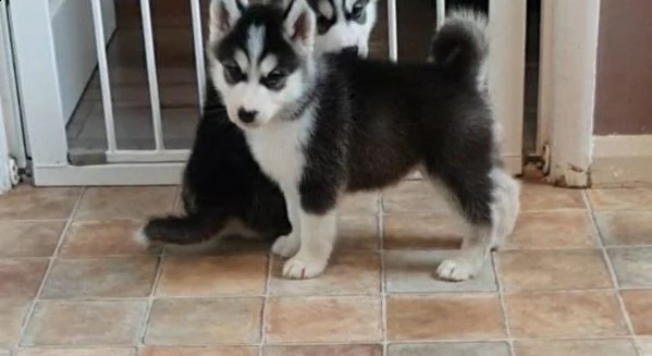 siberian husky cuccioli disponibili subito