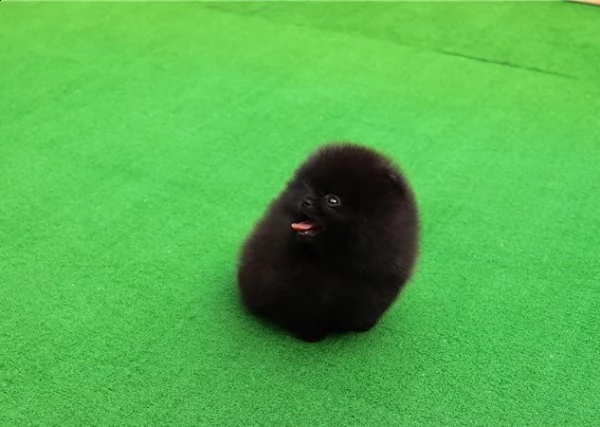 dolce cuccioli volpino pomerania nero e bianco