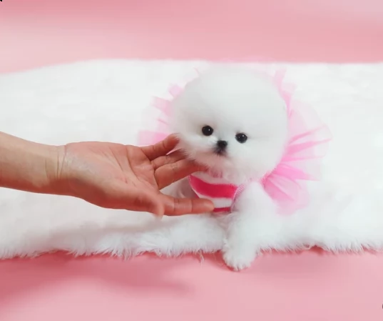 dolce cuccioli volpino pomerania nero e bianco | Foto 0