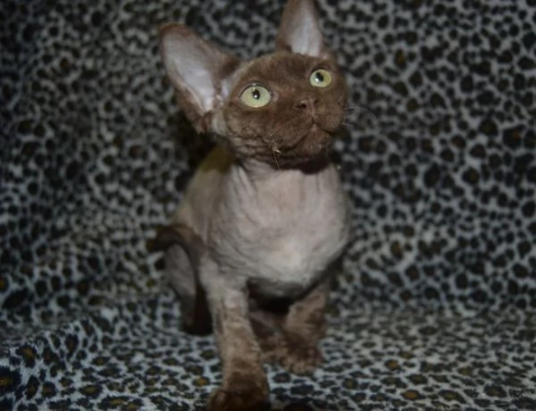 due gattini di devon rex | Foto 2