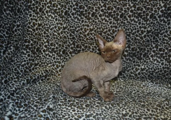 due gattini di devon rex | Foto 1