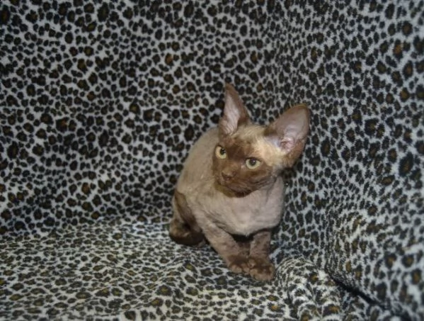 due gattini di devon rex | Foto 0