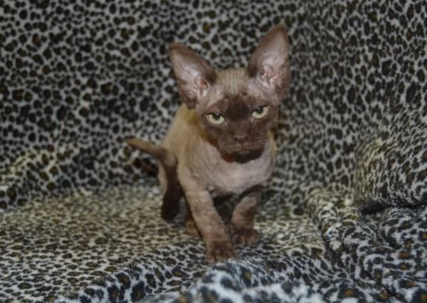 due gattini di devon rex