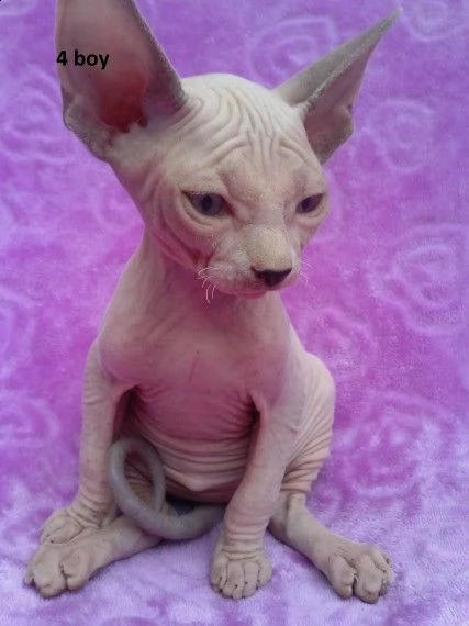 belli canadian sphynx gattini | Foto 2