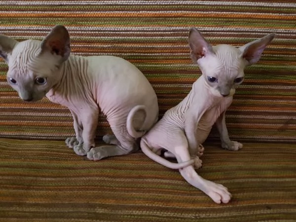 belli canadian sphynx gattini | Foto 1