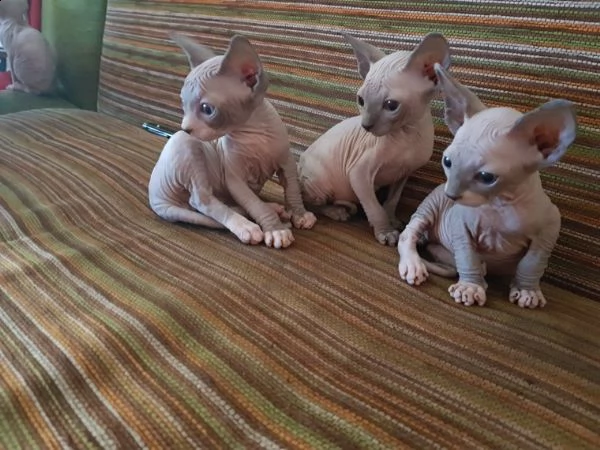 belli canadian sphynx gattini | Foto 0