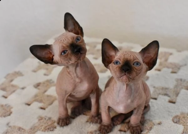 belli canadian sphynx gattini