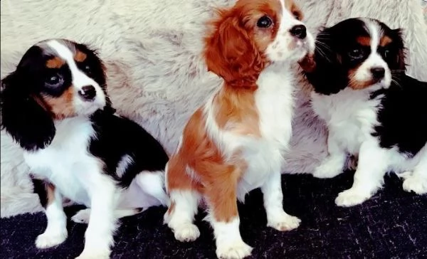 pedigree cavalier king charles con microchip | Foto 1