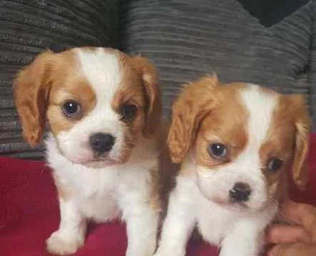 pedigree cavalier king charles con microchip | Foto 0