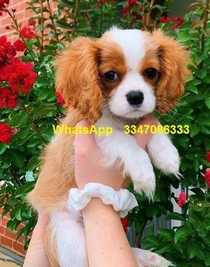 pedigree cavalier king charles con microchip