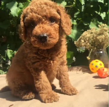 bellissimo cucciolo di barboncino per regalo