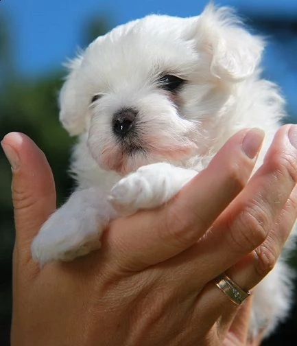 cuccioli maltesi regalo per adozione disponibile per buone case, i cuccioli sono ben addestrati e am