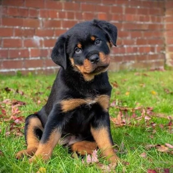 fantastica cuccioli mashio e femmina rottweiler 3 mesi | Foto 1