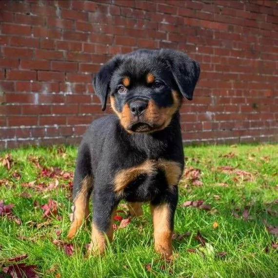 fantastica cuccioli mashio e femmina rottweiler 3 mesi | Foto 0