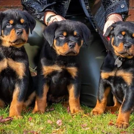 fantastica cuccioli mashio e femmina rottweiler 3 mesi