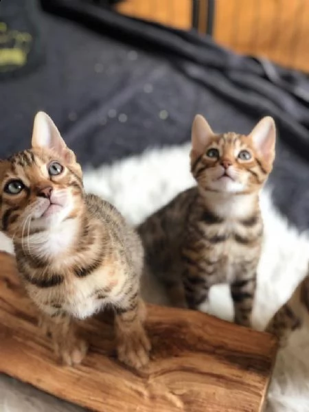 cuccioli di razza bengala | Foto 0