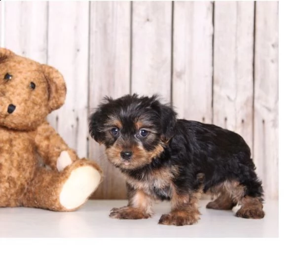 regalo cuccioli di yorkshire.