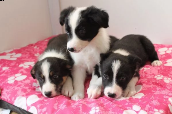 regalo adorabili cuccioli di border collie femminucce e maschietti disponibili per l'adozione gratui