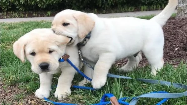 regalo labrador cioccolato cuccioli!!