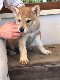  cucciolata di cane lupo cecoslovacco((()))) 