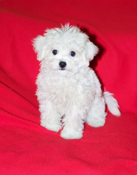 bellissimi cuccioli di maltese maschio e femmina 