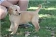  golden retriever con pedigree fci 