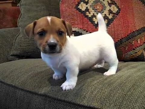 regalo jack russel cuccioli