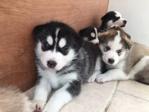 regalo husky cuccioli disponible per l'adozione