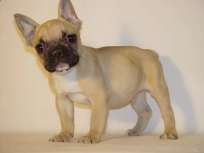 regalo disponibili cuccioli di bouledogue francese!!