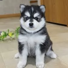 regalo husky / pomeranian, mix, maschio e femmina (pomsky)  amichevole e ha un grande temperamento a