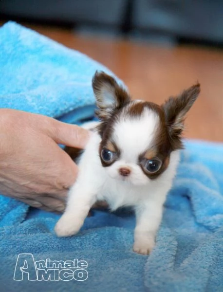 chihuahua cuccioli disponibile per l'adozione