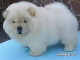  cuccioli di chow chow