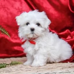 maltese cuccioli